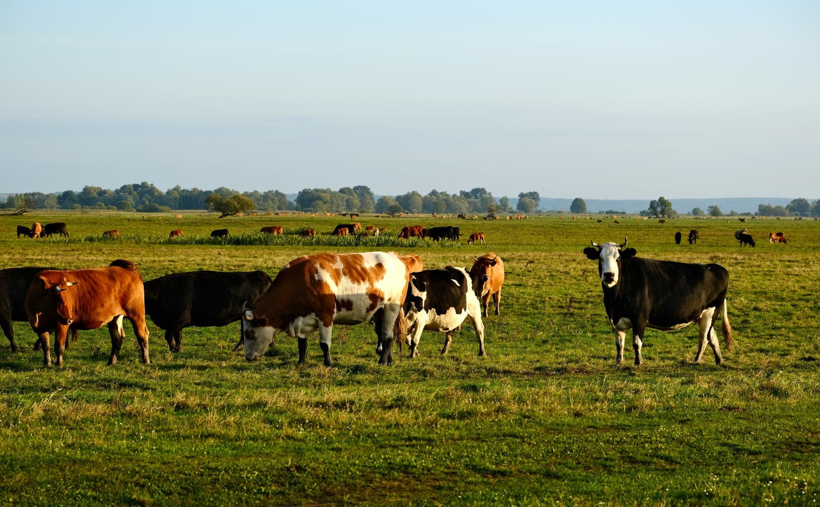 TARANAKI PREMIUM DAIRY — photograph 2