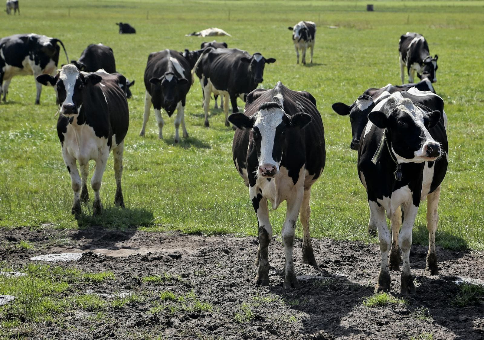 TARANAKI PREMIUM DAIRY — photograph 3