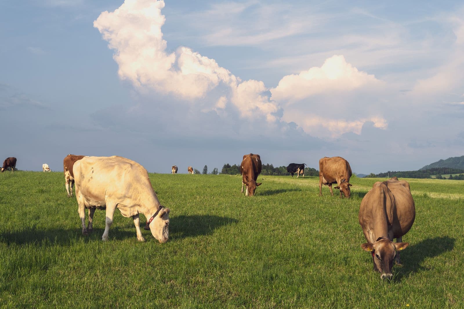 TARANAKI PREMIUM DAIRY — photograph 6