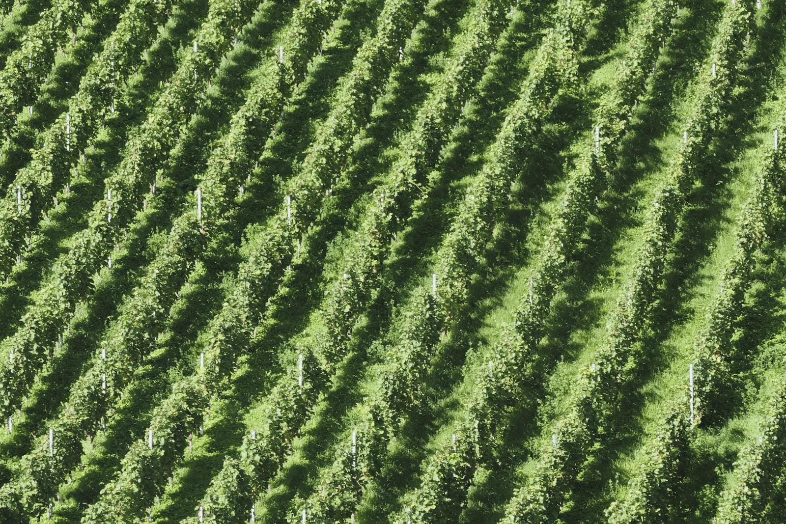 Agriculture & Farming — image 4