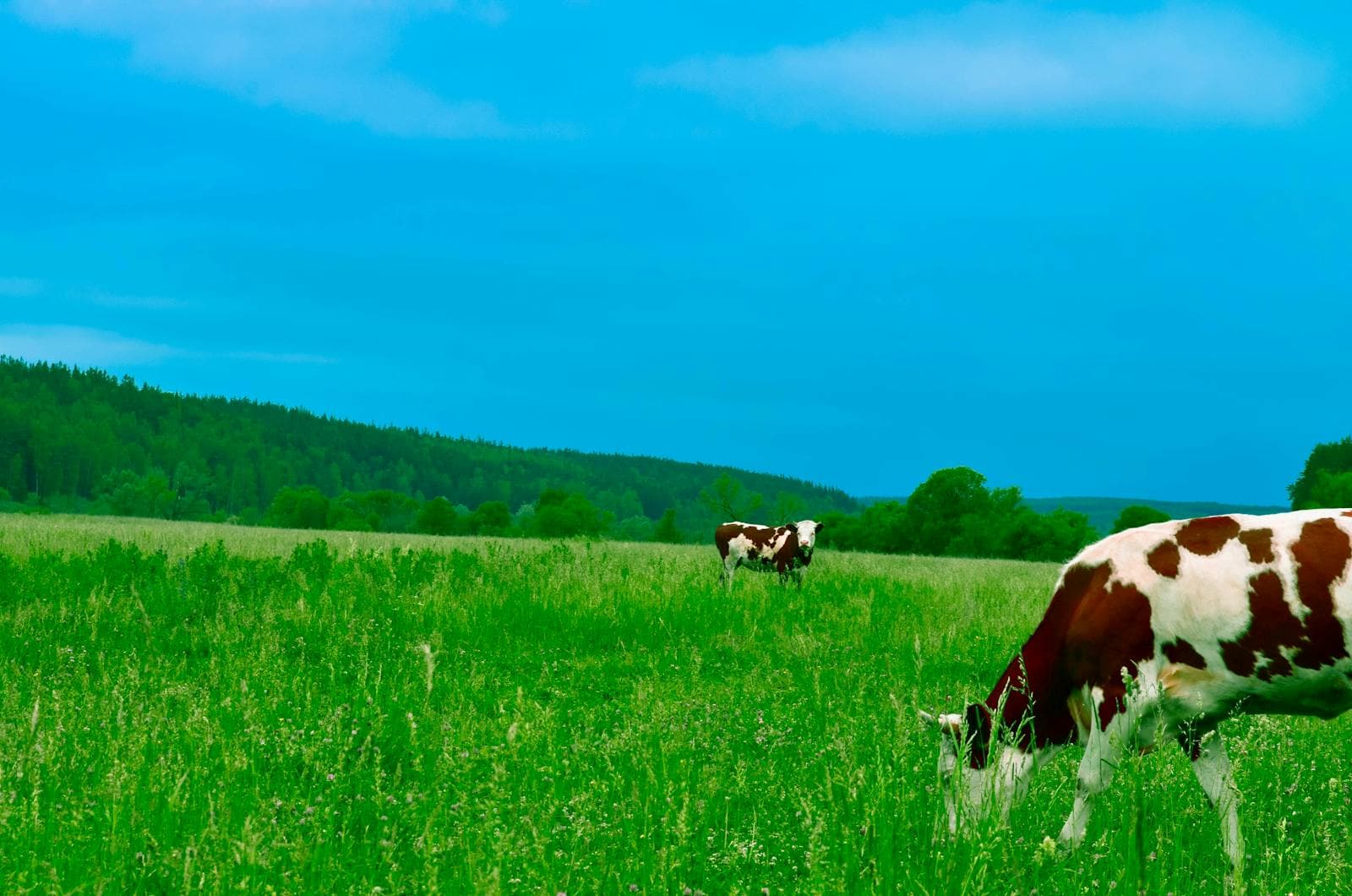 Dairy & Food Production — image 7