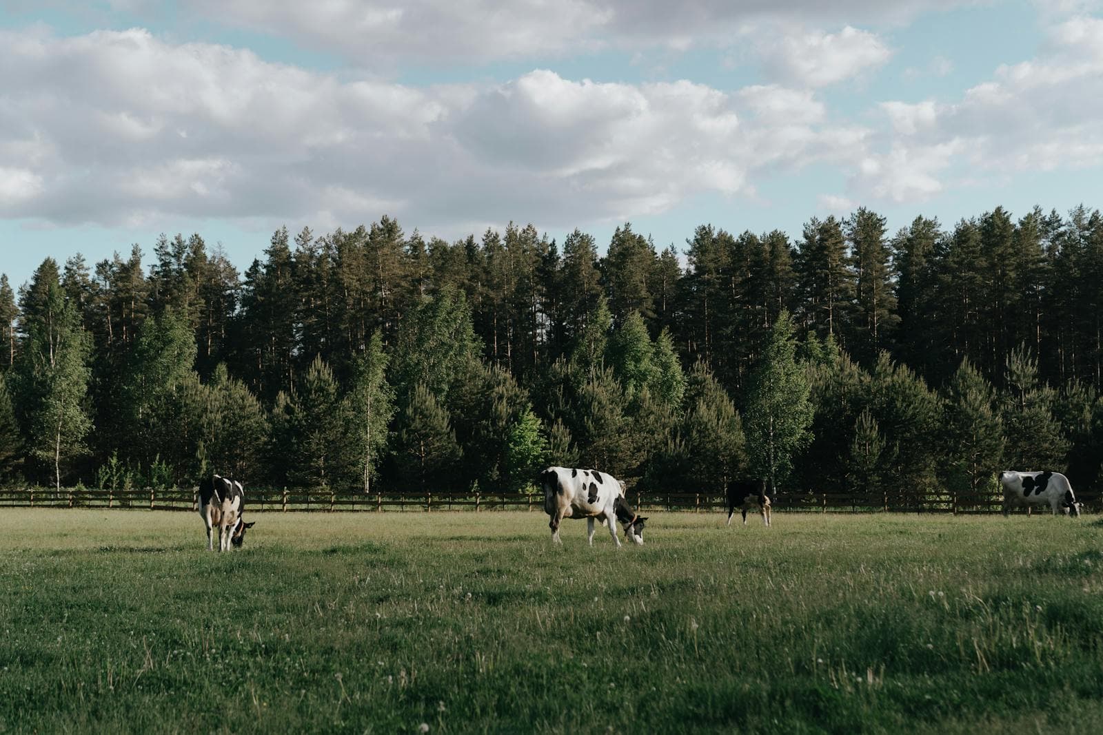 Dairy & Food Production — image 8
