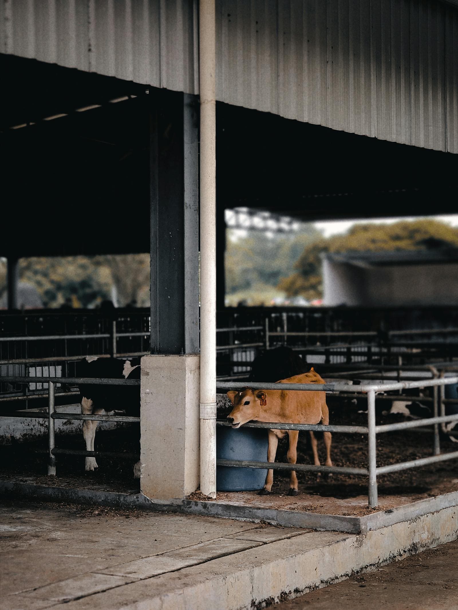 Dairy & Food Production — image 10