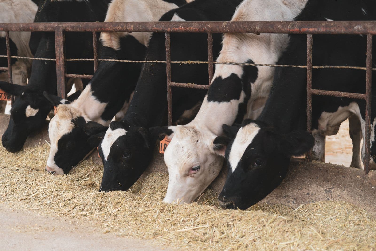 Dairy & Food Production — image 11