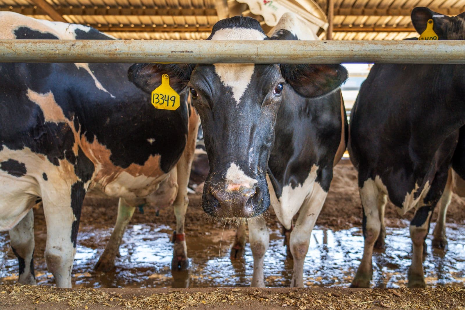 Dairy & Food Production — image 12